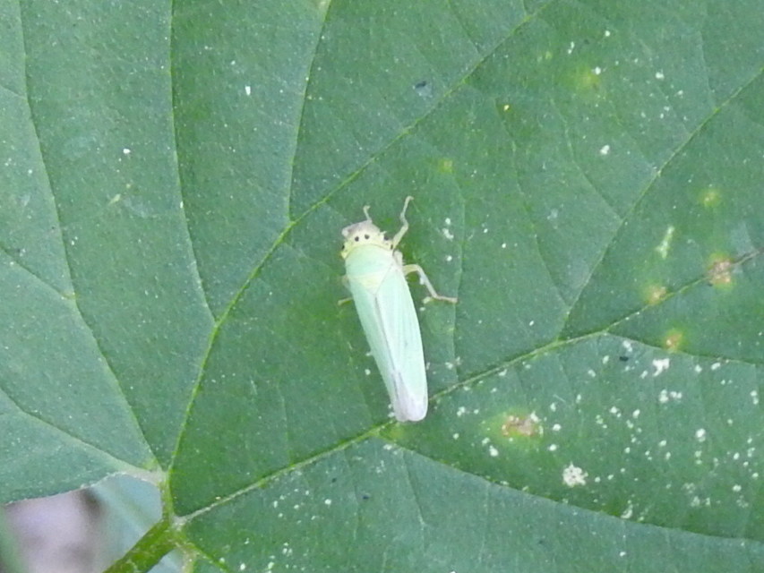 Cicadella viridis - méregzöld kabóca