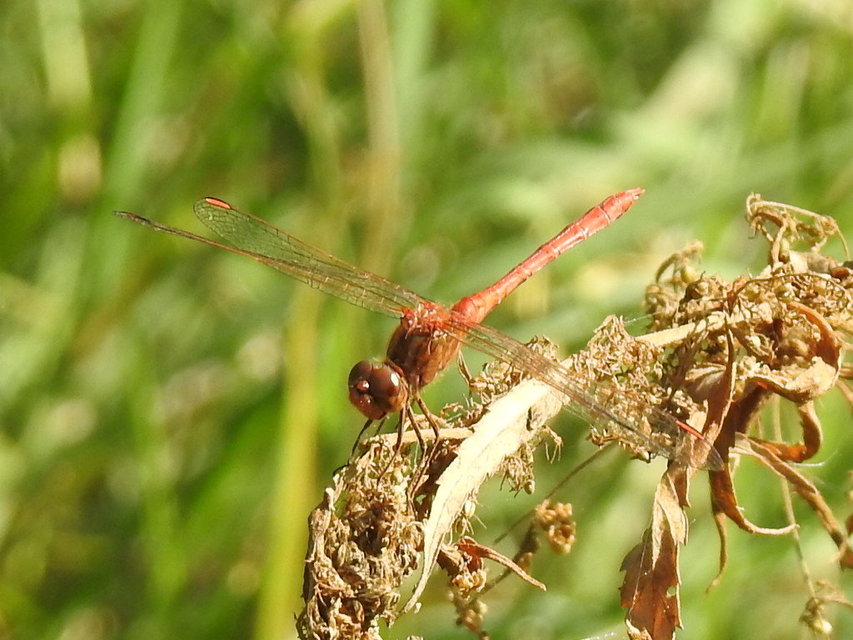 Sympetrum meridionale - fakó katona-szitakötő
