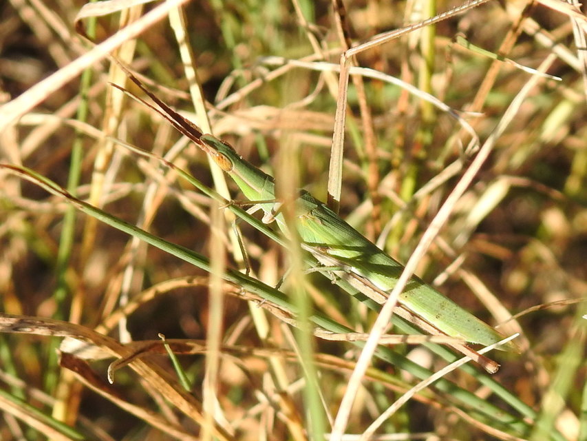 Acrida ungarica - sisakos sáska Acrida ungarica - sisakos sáska