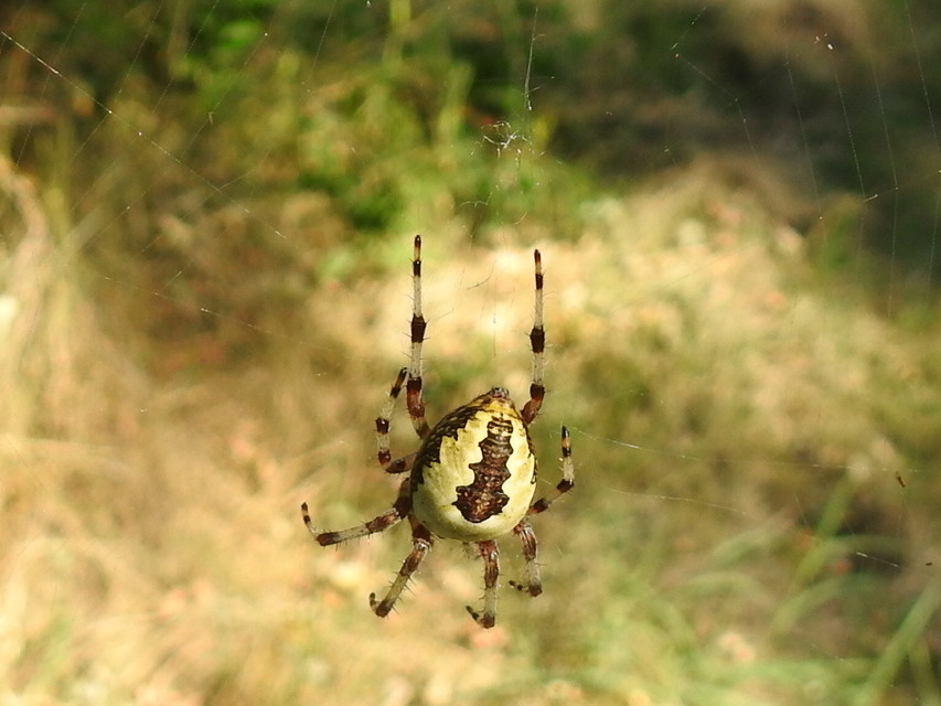 Araneus marmoreus - márványos keresztespók