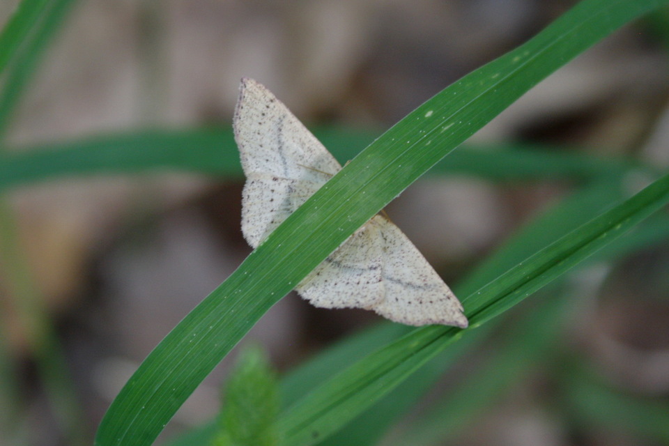 Cyclophora linearia - vonalas pettyesaraszoló