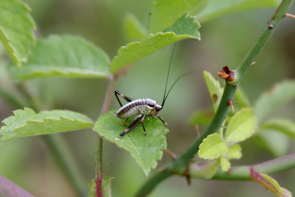 Pachytrachis gracilis - karcsú szöcske