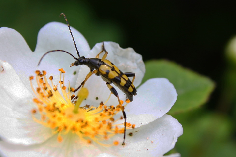 Rutpela maculata - tarkacsápú karcsúcincér