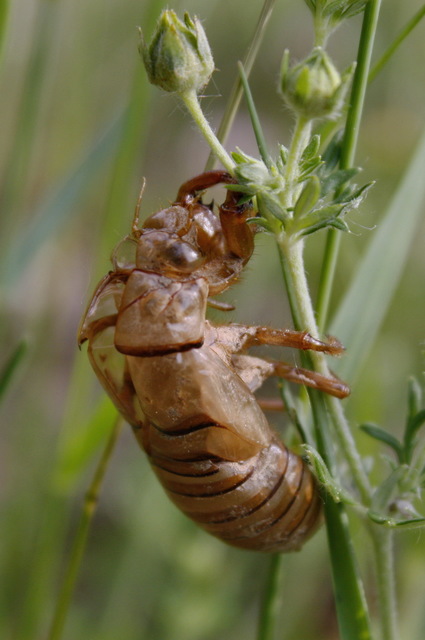 Cicadidae - énekeskabócák