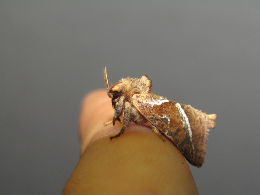 Triodia sylvina - kis gyökérrágólepke
