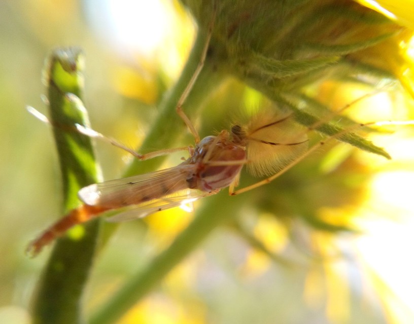 Chironomidae - árvaszúnyogok