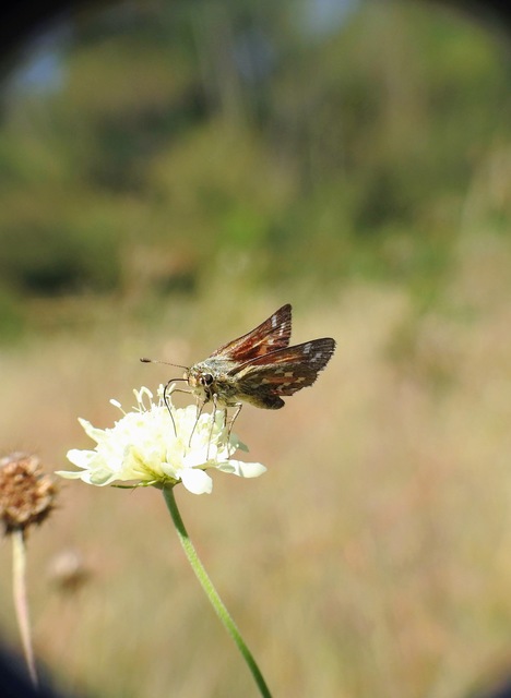 Hesperia comma - vesszős busalepke