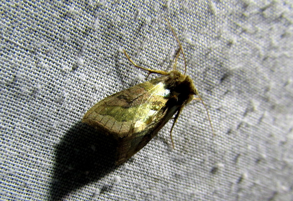 Diachrysia chrysitis - aranybagoly
