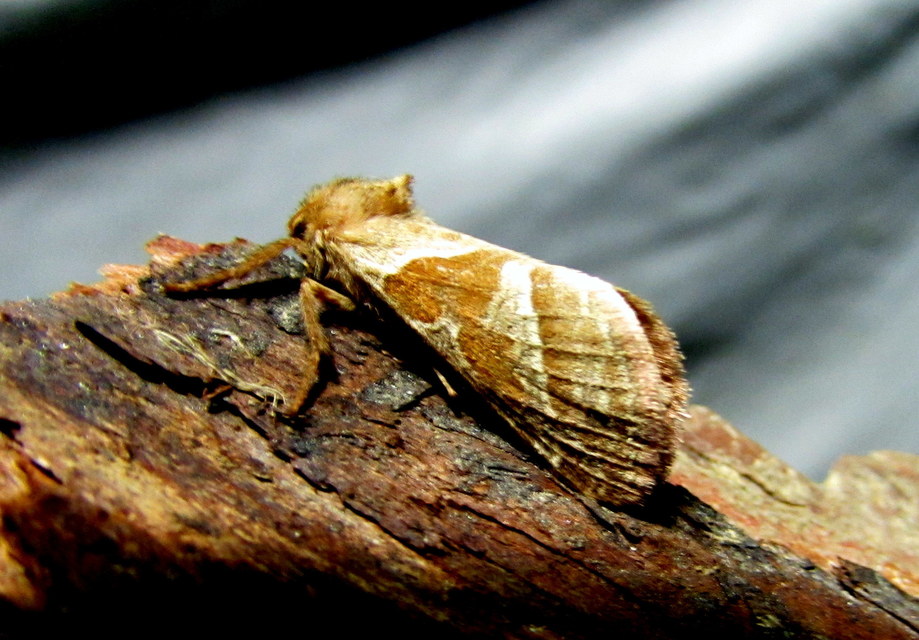 Triodia sylvina - kis gyökérrágólepke