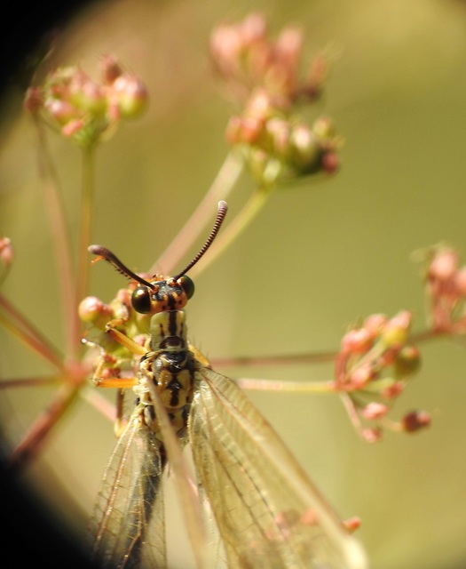 Myrmecaelurus trigrammus - hangyafarkas