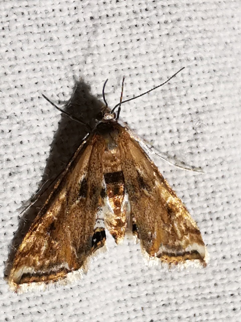 Cataclysta lemnata - békalencsemoly