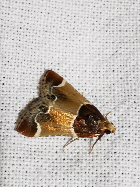 Pyralis farinalis - lisztilonca