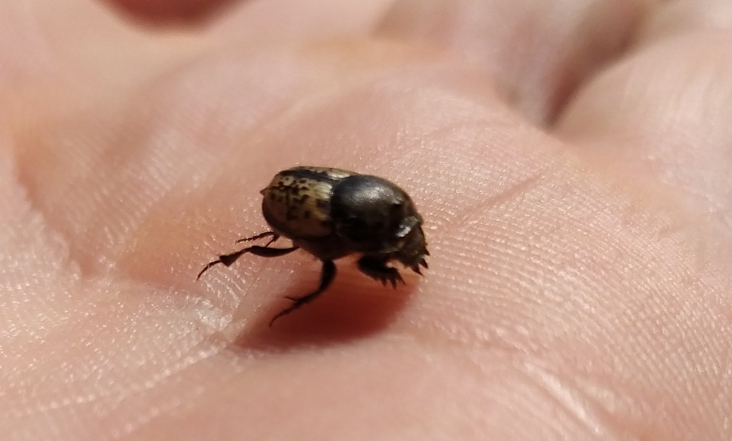 Onthophagus nuchicornis - homoki trágyatúró