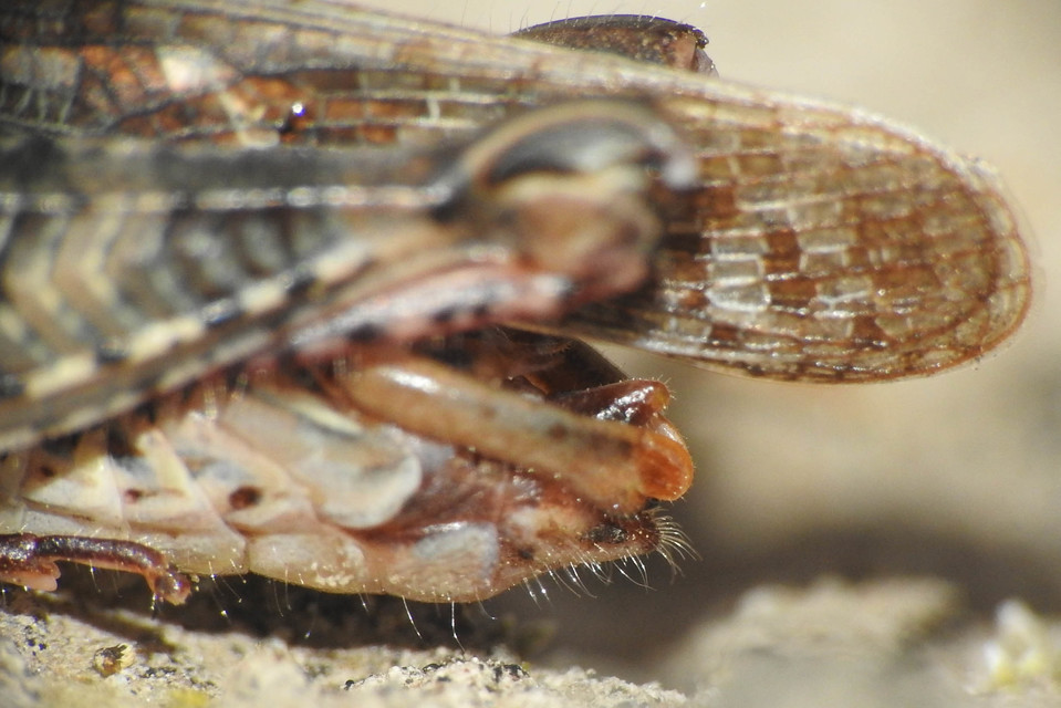 Calliptamus italicus - olaszsáska