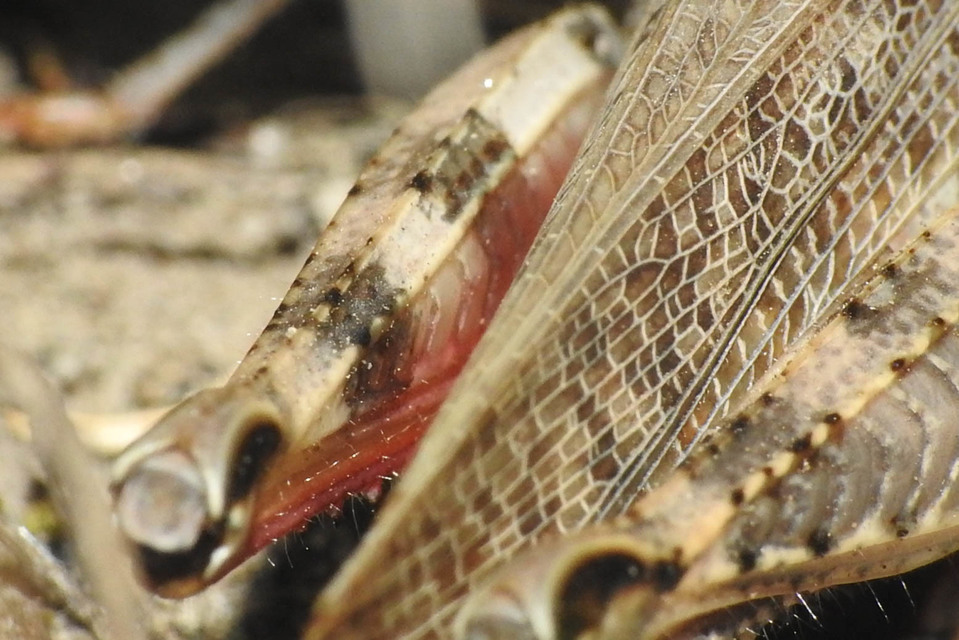 Calliptamus italicus - olaszsáska