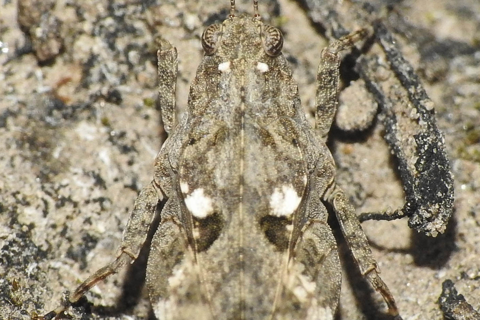 Tetrix tenuicornis - vékonycsápú tövishátúsáska