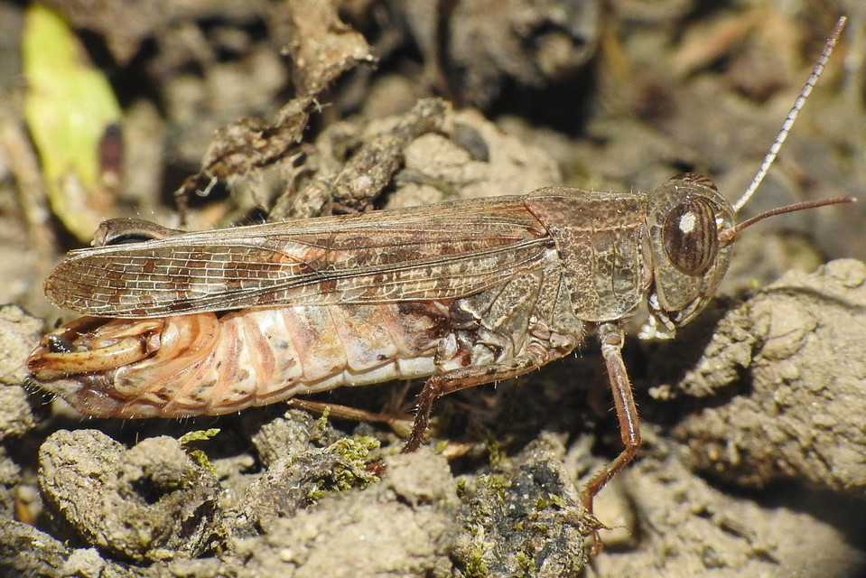 Calliptamus italicus - olaszsáska