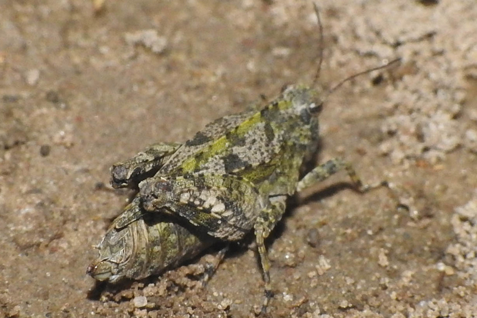 Tetrix tenuicornis - vékonycsápú tövishátúsáska