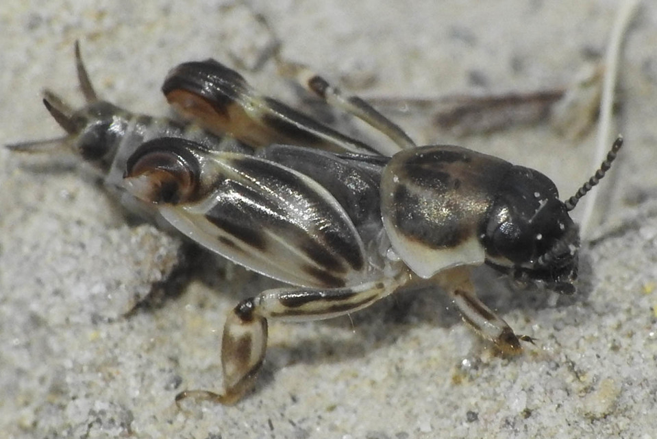 Xya variegata - tarka ásósáska