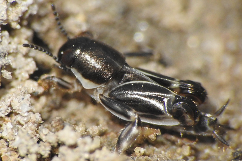 Xya variegata - tarka ásósáska