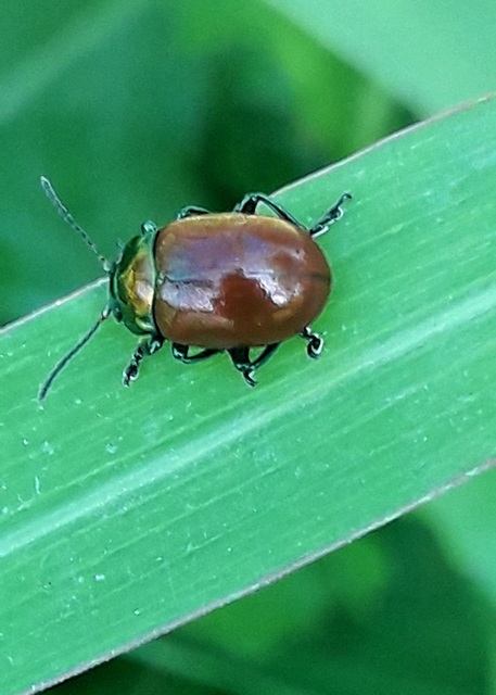 Chrysolina polita - réti mentalevelész Chrysolina polita - réti mentalevelész
