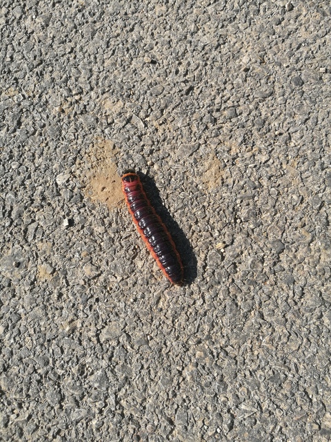 Cossus cossus - fűzfarontólepke