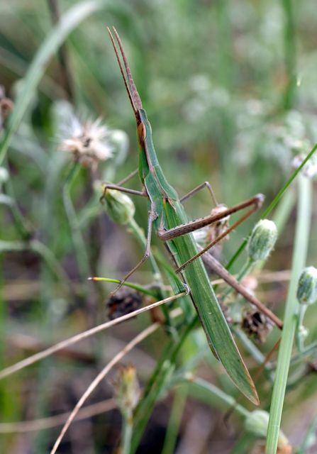 Acrida ungarica - sisakos sáska