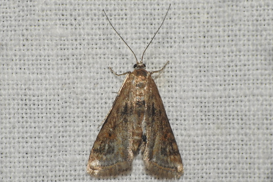 Cataclysta lemnata - békalencsemoly