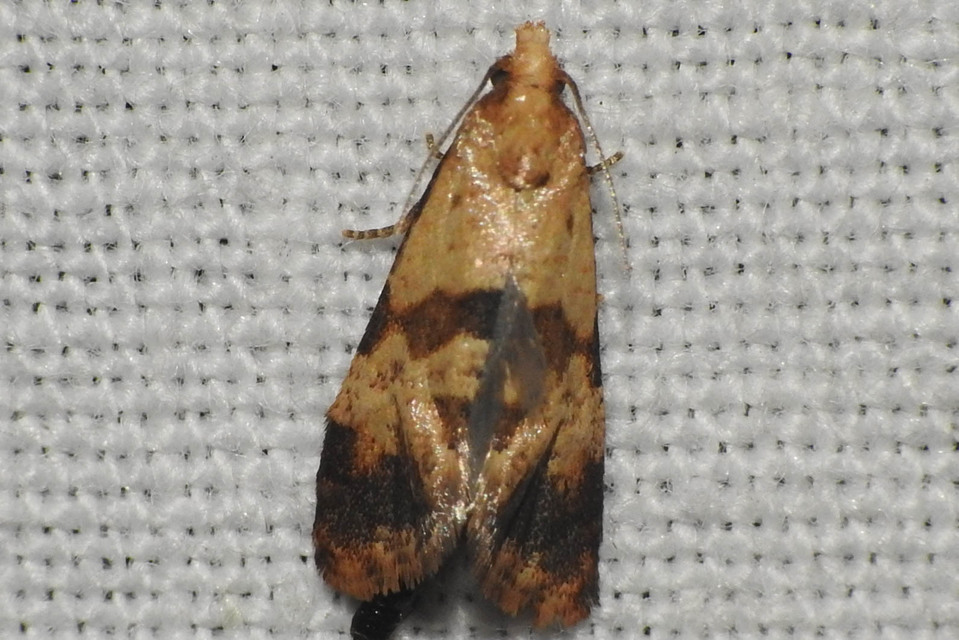 Phalonidia contractana - pipitér-fúrómoly