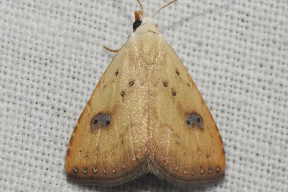 Rivula sericealis - selymes lórombagoly