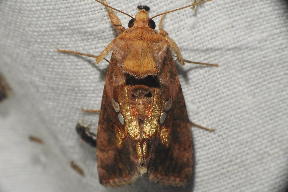 Chrysodeixis chalcites - déli aranybagoly
