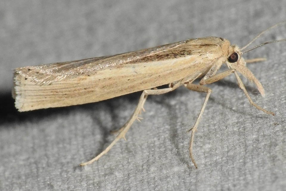 Agriphila tristella - gyászos fűgyökérmoly