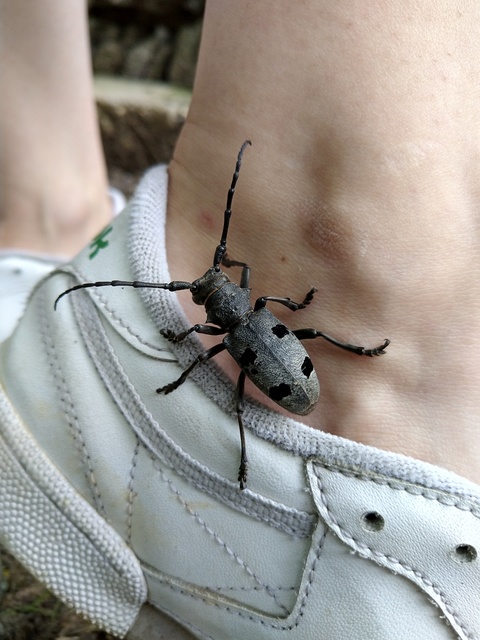 Morimus asper funereus - gyászcincér