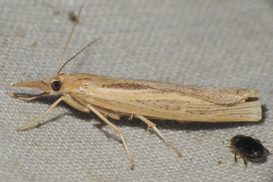 Agriphila tristella - gyászos fűgyökérmoly