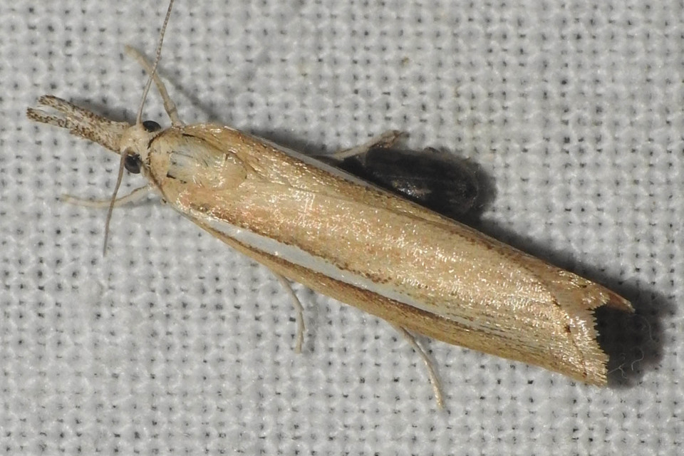 Agriphila tristella - gyászos fűgyökérmoly