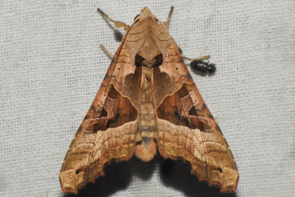 Phlogophora meticulosa - vándorló csipkésbagoly