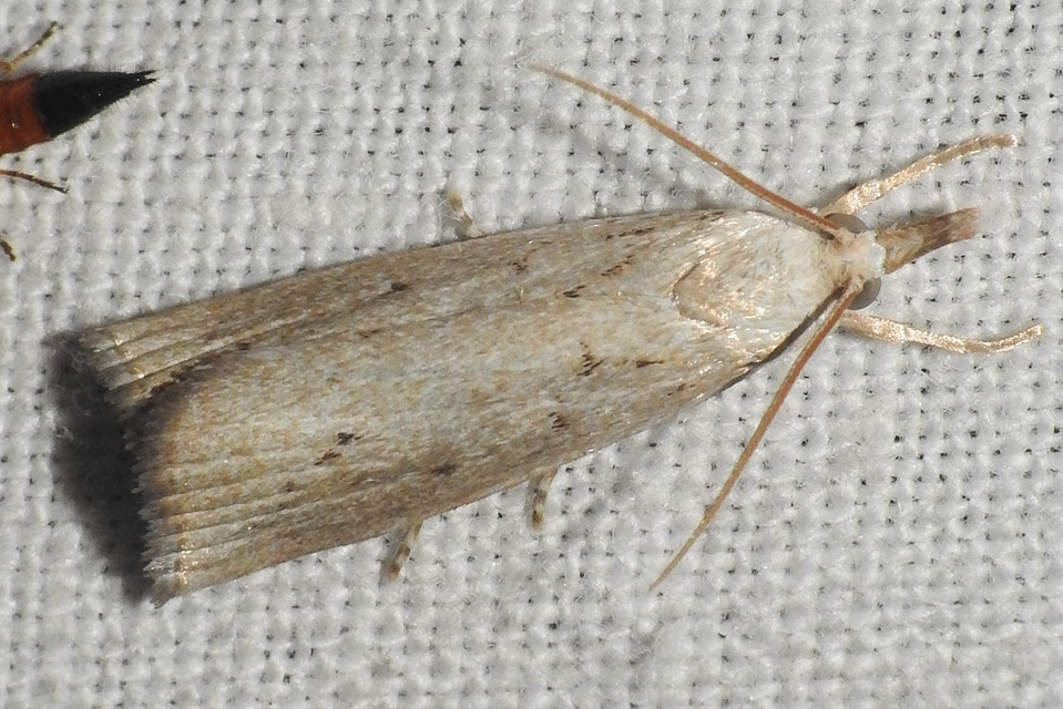 Calamotropha paludella - barna nádlevélmoly