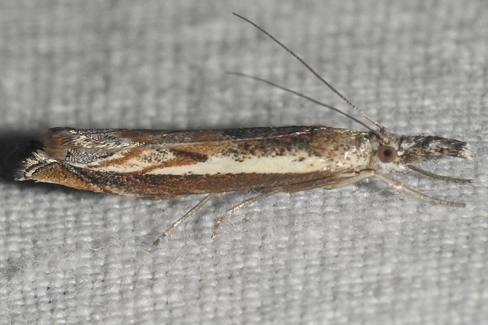 Platytes alpinella - moharágómoly