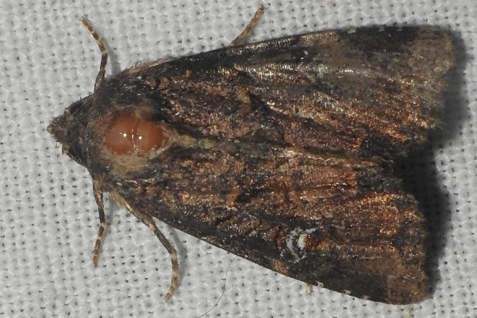 Mesapamea secalella/secalis