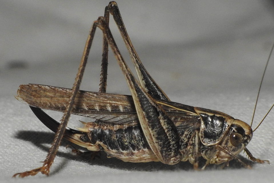 Platycleis affinis - púposhasú rétiszöcske