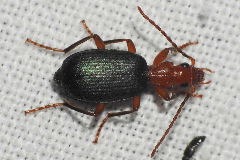 Brachinus crepitans - nagy pöfögőfutrinka