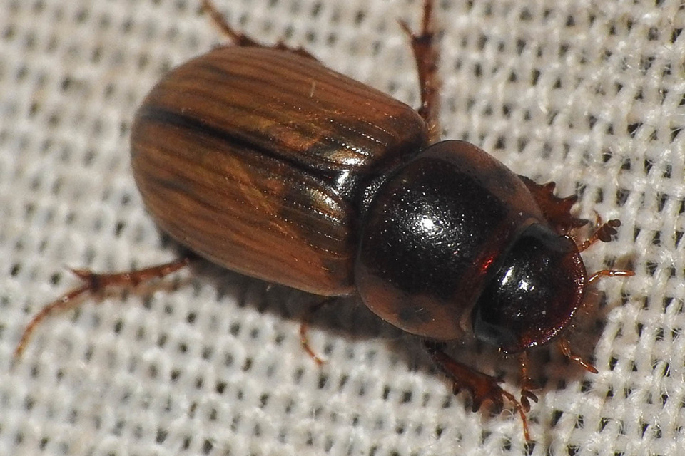 Aphodius rufus - sárgásvörös trágyabogár