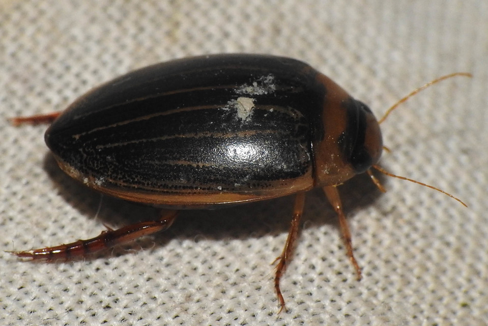 Hydaticus grammicus - déli mocsáricsíkbogár