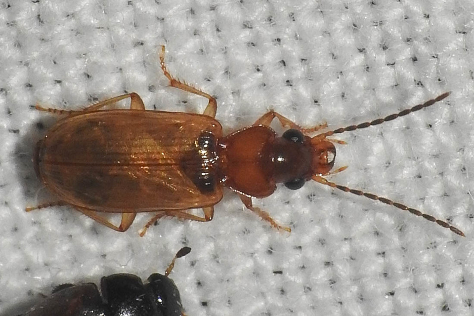 Anthracus consputus - nyerges kisdedfutó