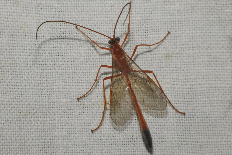 Enicospilus