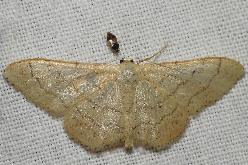 Idaea deversaria - egyszínű sávosaraszoló