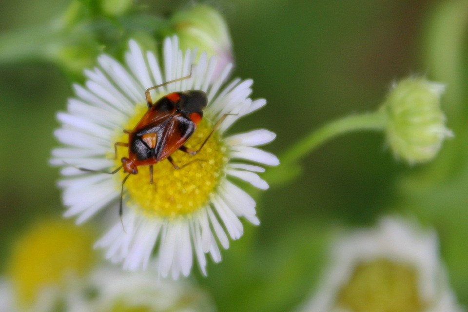 Deraeocoris ruber - vöröses mezeipoloska