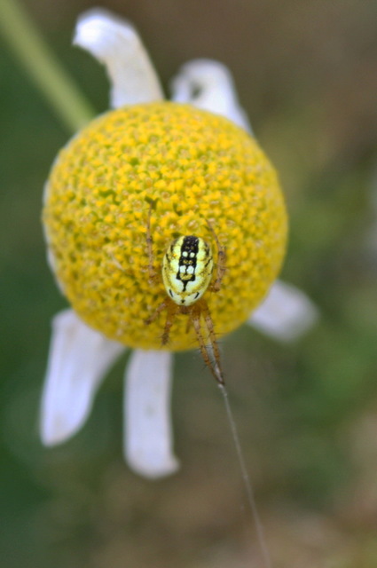 Mangora acalypha - réti keresztespók