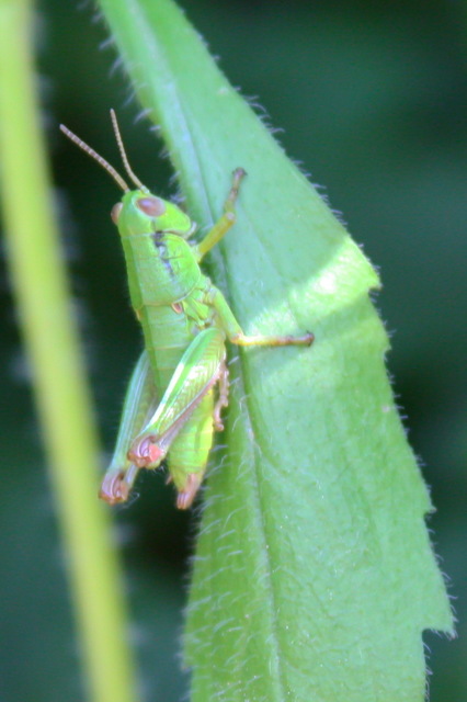 Odontopodisma decipiens - déli hegyisáska