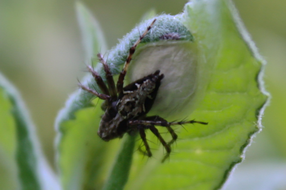 Oxyopes heterophthalmus - homoki hiúzpók